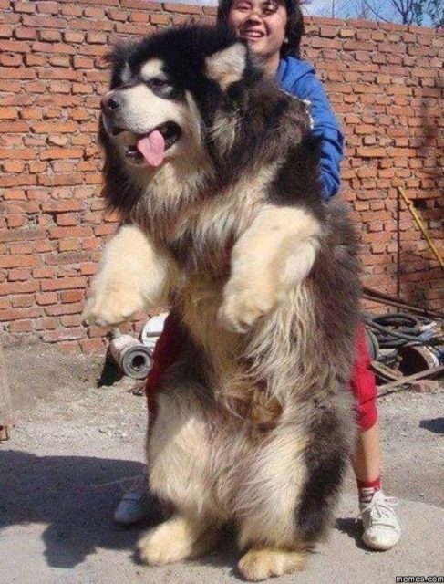 Wow das muss einer der größten Hunde der Welt sein