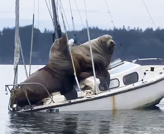 Seelöwen kapern Segelboot – Fischer hält Vorfall auf Video fest